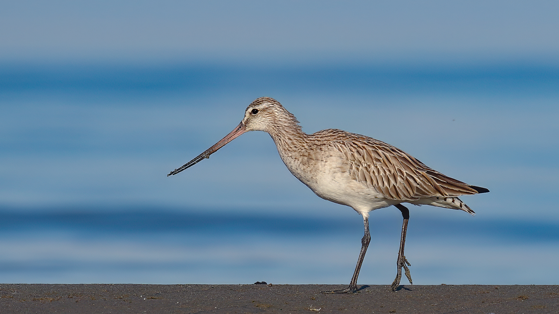 Bar-tailed Godwit